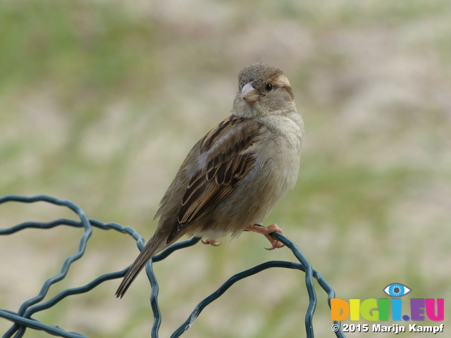 FZ017640 House Sparrow (Passer domesticus)